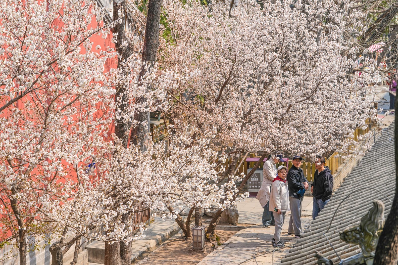 大觉寺春花