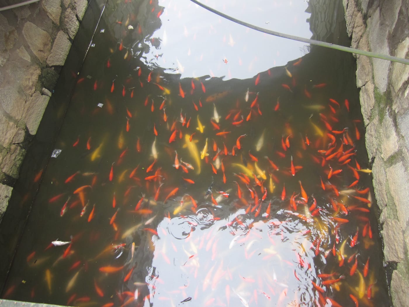 寺院放生池:锦鲤在池中游动