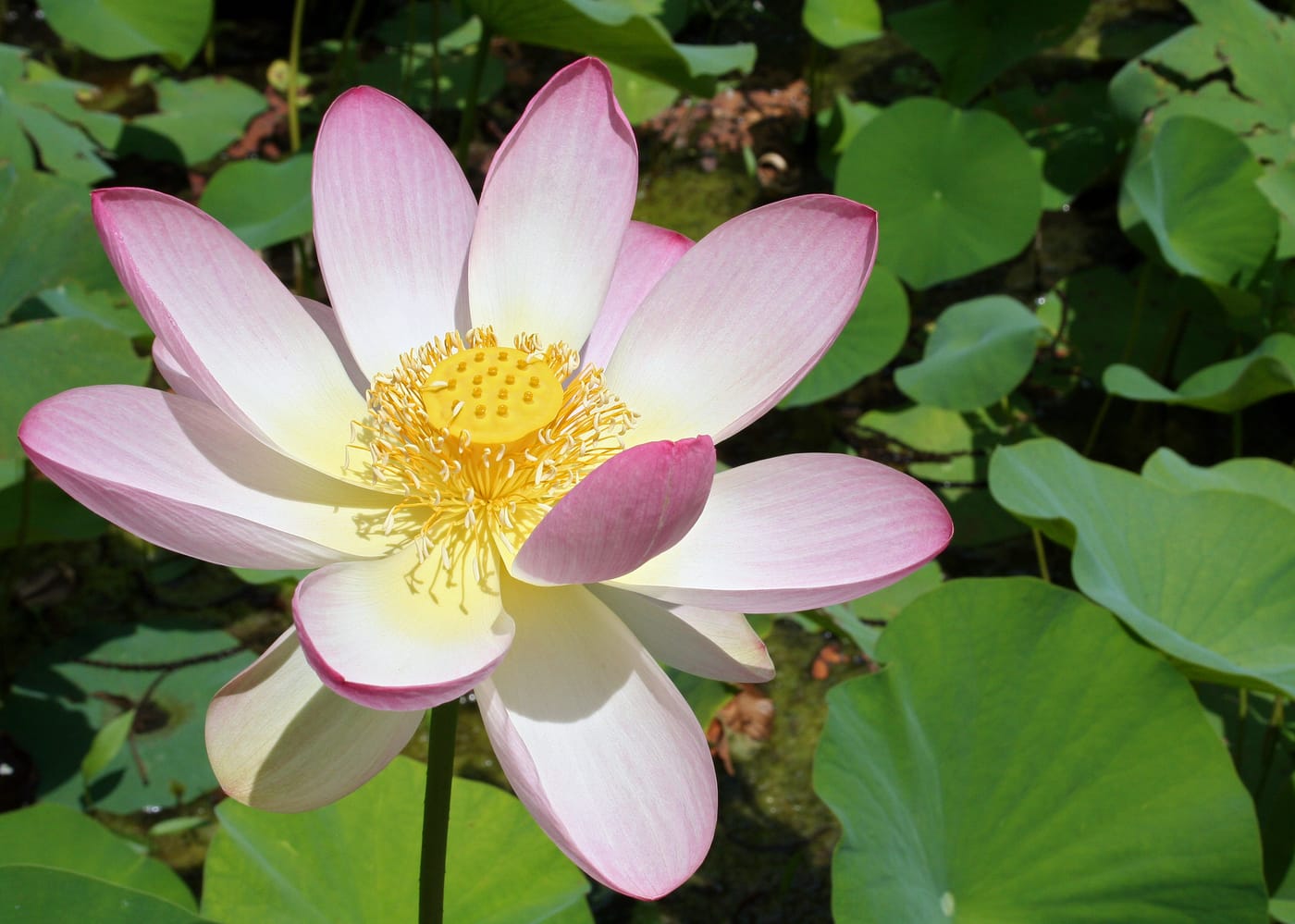 盛开的粉白色莲花
